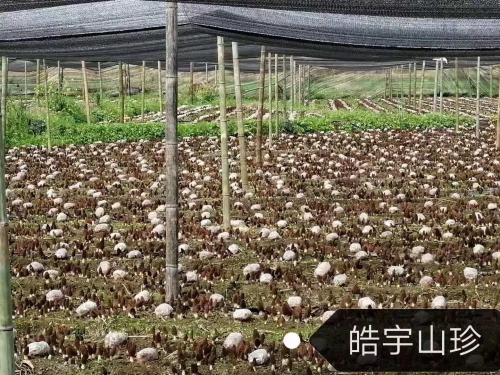 &#19975;&#35937;&#22478;&#22312;&#32447;&#30331;&#24405;&#45;&#19975;&#35937;&#22478;&#65288;&#20013;&#22269;&#65289;